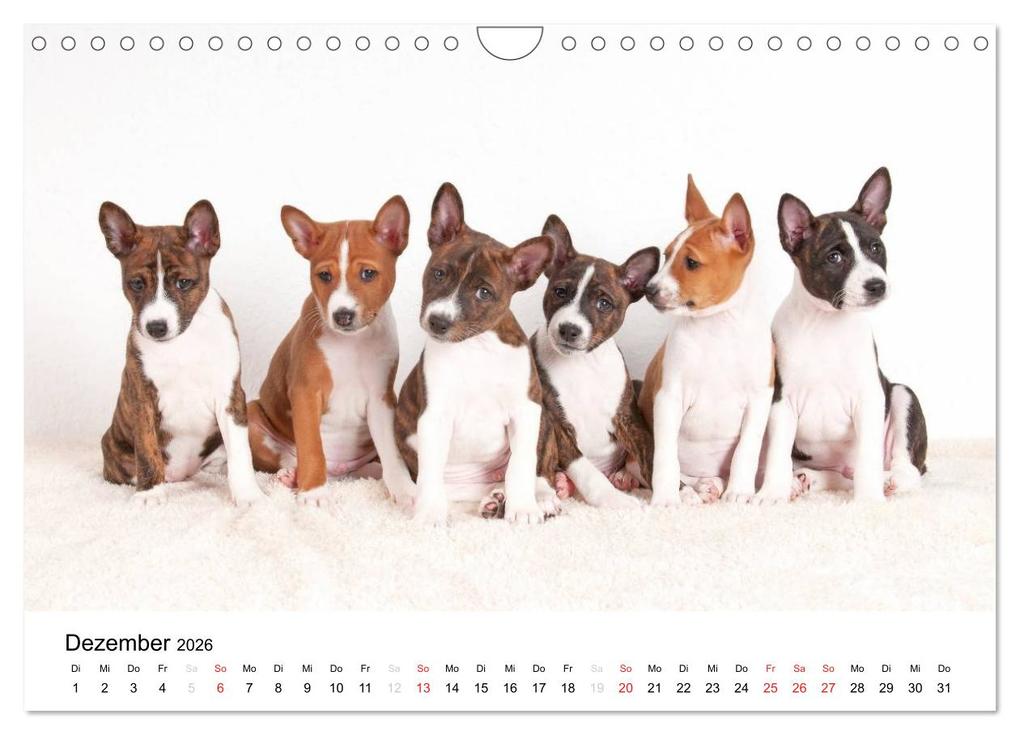 Weitere Ansicht: Bezaubernde Basenji-Welpen (Wandkalender 2026 DIN A4 quer), CALVENDO Monatskalender | Angelika Joswig, Calvendo