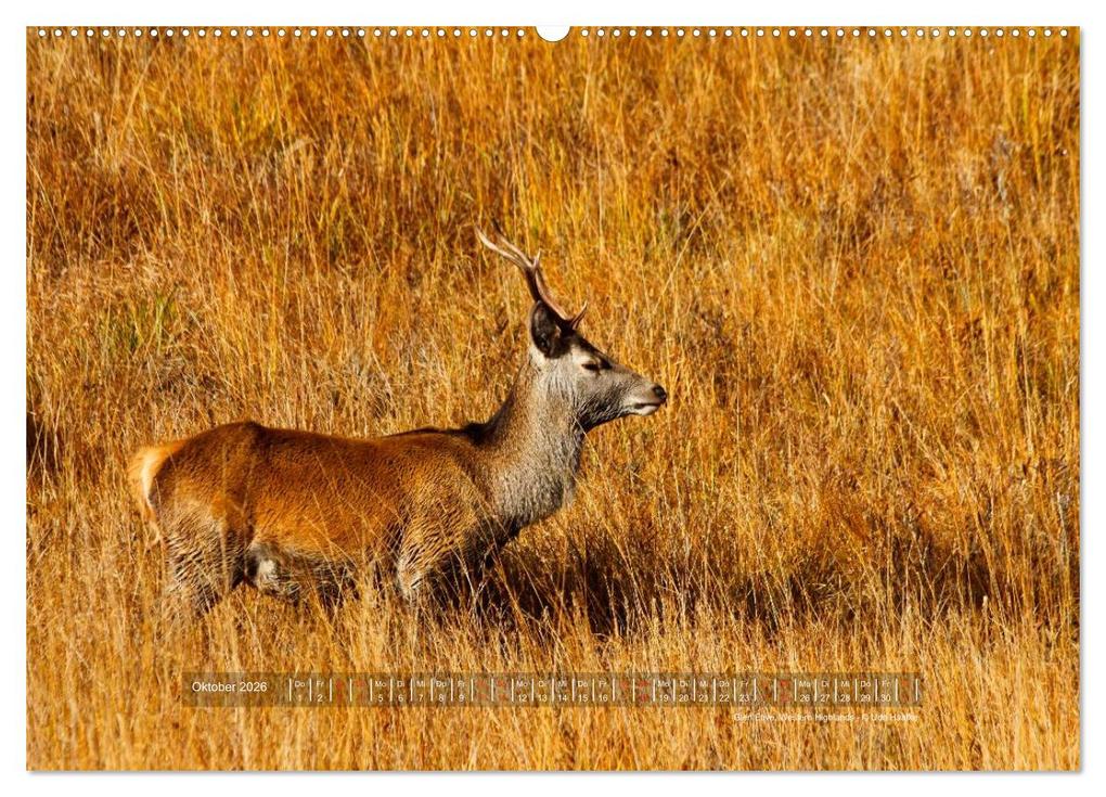 Weitere Ansicht: Faszination Schottland 2026 (Wandkalender 2026 DIN A2 quer), CALVENDO Monatskalender | Udo Haafke, Calvendo