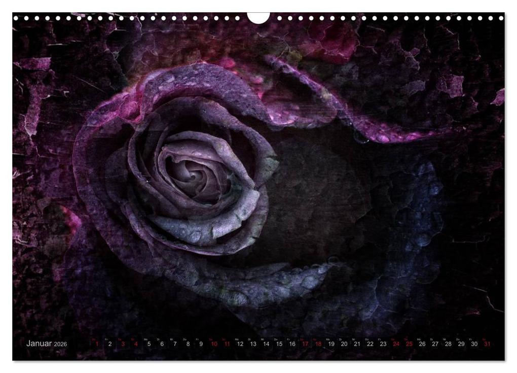 Weitere Ansicht: Gothic Rose - Rosen aus dem Garten der Finsternis (Wandkalender 2026 DIN A3 quer), CALVENDO Monatskalender | Martina Cross, Calvendo