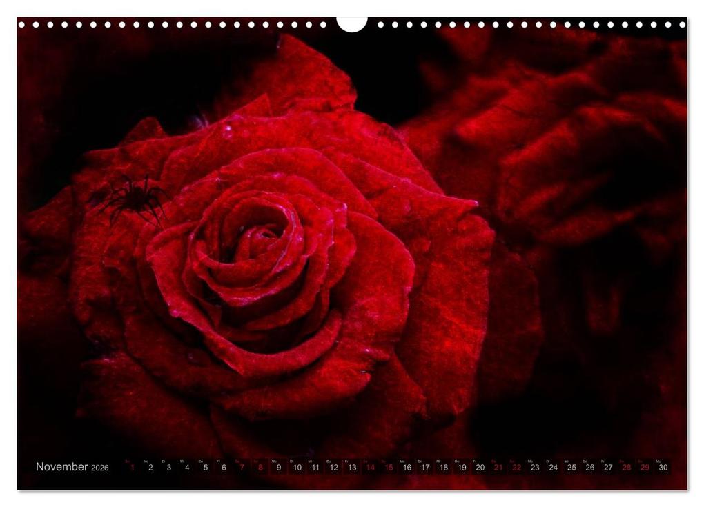 Weitere Ansicht: Gothic Rose - Rosen aus dem Garten der Finsternis (Wandkalender 2026 DIN A3 quer), CALVENDO Monatskalender | Martina Cross, Calvendo