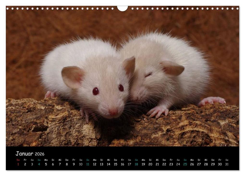 Weitere Ansicht: Fellnasen. Die bunte Welt der Farbratten. (Wandkalender 2026 DIN A3 quer), CALVENDO Monatskalender | Thorsten Nilson, Calvendo