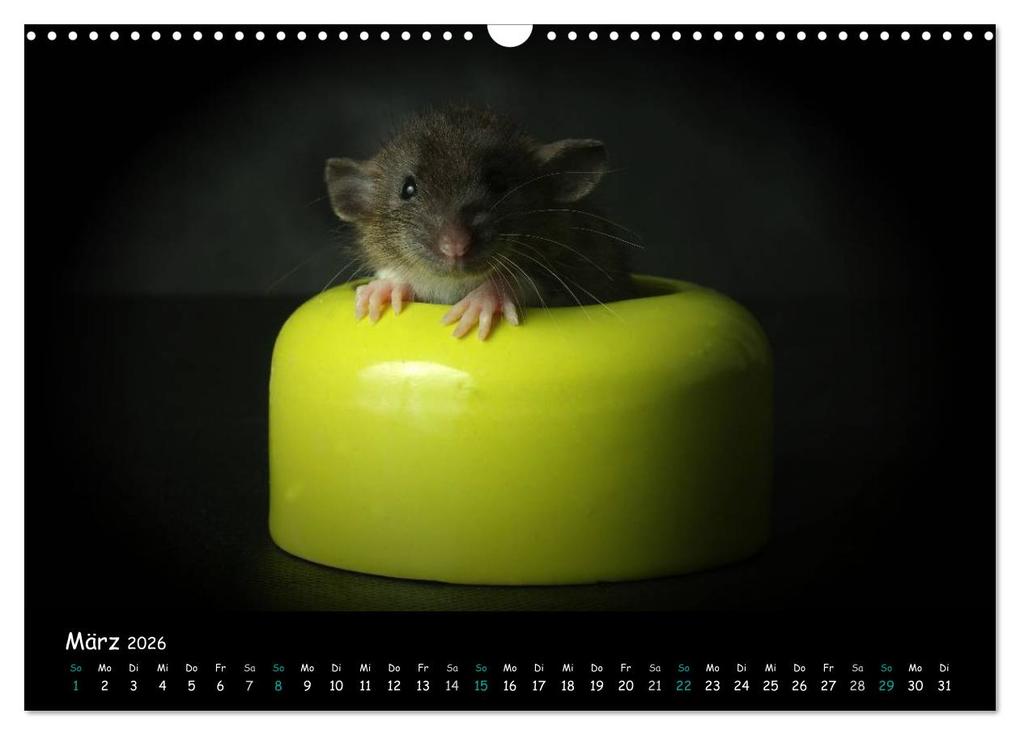 Weitere Ansicht: Fellnasen. Die bunte Welt der Farbratten. (Wandkalender 2026 DIN A3 quer), CALVENDO Monatskalender | Thorsten Nilson, Calvendo