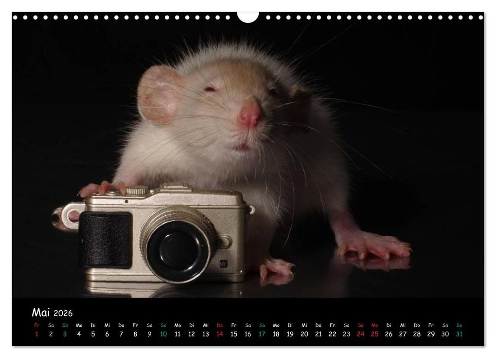 Weitere Ansicht: Fellnasen. Die bunte Welt der Farbratten. (Wandkalender 2026 DIN A3 quer), CALVENDO Monatskalender | Thorsten Nilson, Calvendo