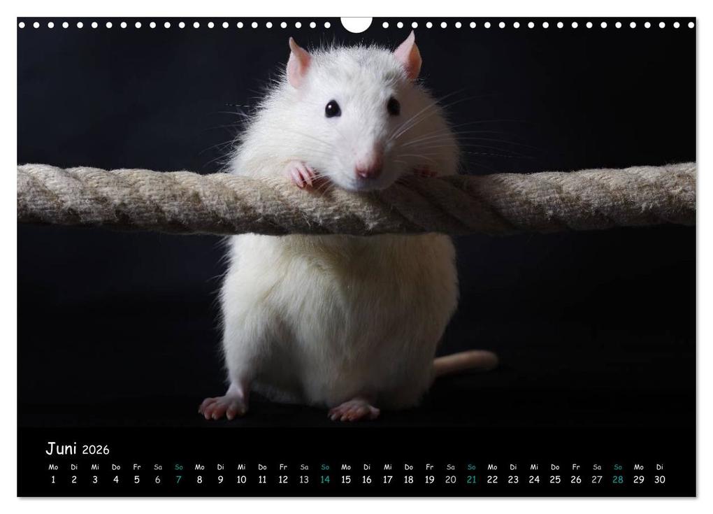 Weitere Ansicht: Fellnasen. Die bunte Welt der Farbratten. (Wandkalender 2026 DIN A3 quer), CALVENDO Monatskalender | Thorsten Nilson, Calvendo