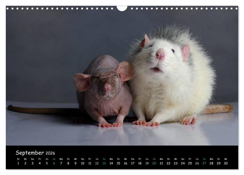 Weitere Ansicht: Fellnasen. Die bunte Welt der Farbratten. (Wandkalender 2026 DIN A3 quer), CALVENDO Monatskalender | Thorsten Nilson, Calvendo