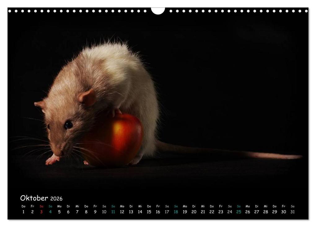 Weitere Ansicht: Fellnasen. Die bunte Welt der Farbratten. (Wandkalender 2026 DIN A3 quer), CALVENDO Monatskalender | Thorsten Nilson, Calvendo