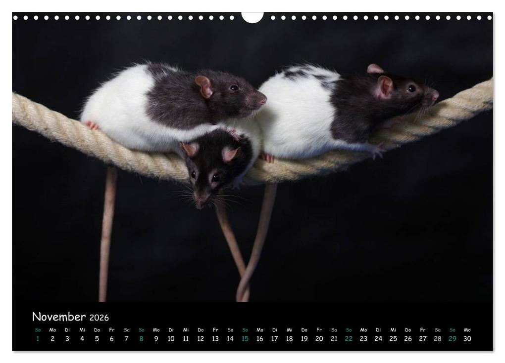 Weitere Ansicht: Fellnasen. Die bunte Welt der Farbratten. (Wandkalender 2026 DIN A3 quer), CALVENDO Monatskalender | Thorsten Nilson, Calvendo