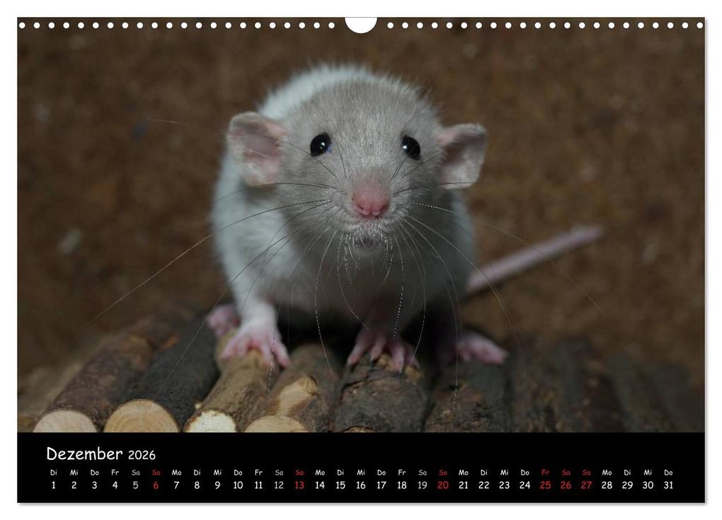 Weitere Ansicht: Fellnasen. Die bunte Welt der Farbratten. (Wandkalender 2026 DIN A3 quer), CALVENDO Monatskalender | Thorsten Nilson, Calvendo