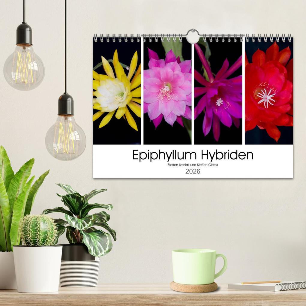 Weitere Ansicht: Epiphyllum-Hybriden (Wandkalender 2026 DIN A4 quer), CALVENDO Monatskalender | Steffen Latniak, Steffen Gierok, Calvendo, Steffen Latniak Gierok