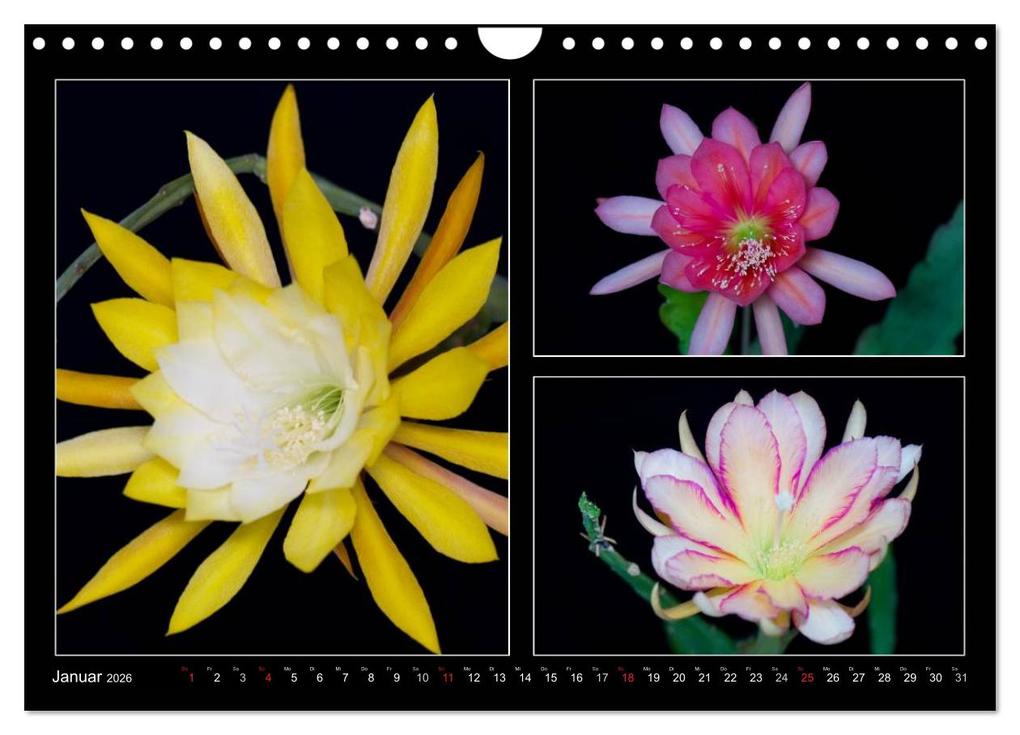 Weitere Ansicht: Epiphyllum-Hybriden (Wandkalender 2026 DIN A4 quer), CALVENDO Monatskalender | Steffen Latniak, Steffen Gierok, Calvendo, Steffen Latniak Gierok