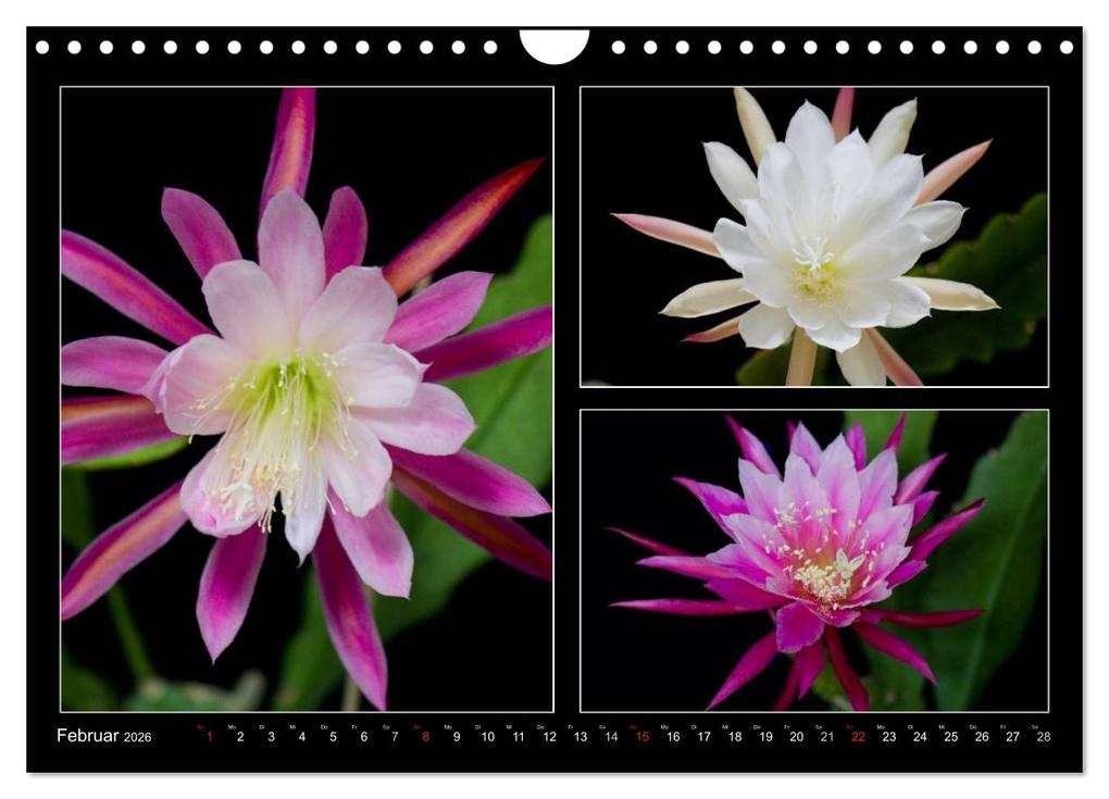 Weitere Ansicht: Epiphyllum-Hybriden (Wandkalender 2026 DIN A4 quer), CALVENDO Monatskalender | Steffen Latniak, Steffen Gierok, Calvendo, Steffen Latniak Gierok