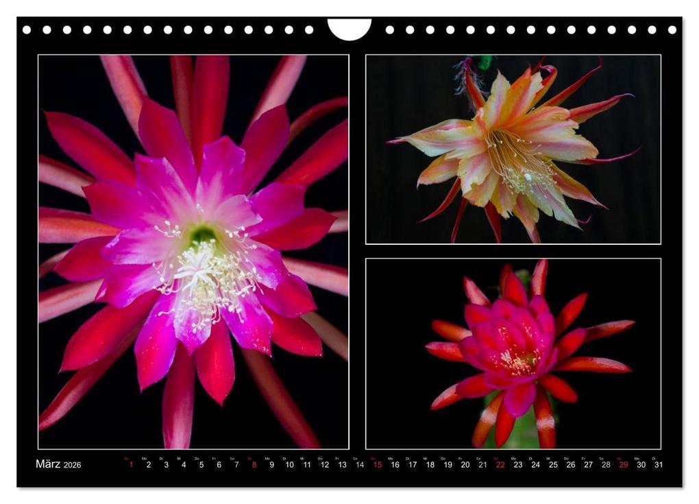 Weitere Ansicht: Epiphyllum-Hybriden (Wandkalender 2026 DIN A4 quer), CALVENDO Monatskalender | Steffen Latniak, Steffen Gierok, Calvendo, Steffen Latniak Gierok