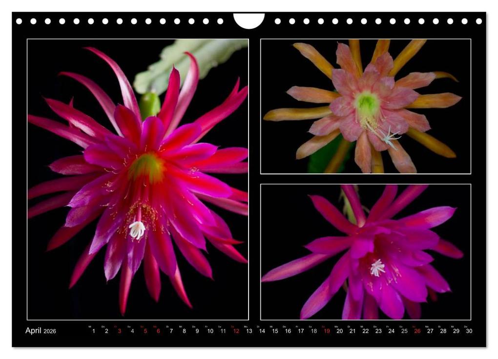 Weitere Ansicht: Epiphyllum-Hybriden (Wandkalender 2026 DIN A4 quer), CALVENDO Monatskalender | Steffen Latniak, Steffen Gierok, Calvendo, Steffen Latniak Gierok