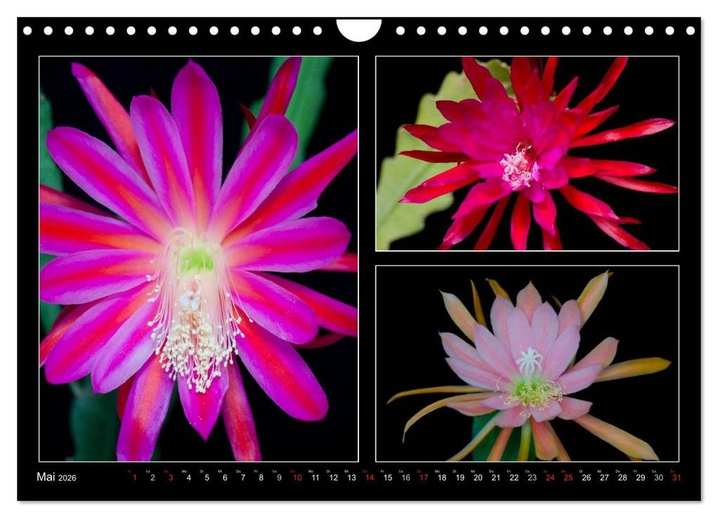 Weitere Ansicht: Epiphyllum-Hybriden (Wandkalender 2026 DIN A4 quer), CALVENDO Monatskalender | Steffen Latniak, Steffen Gierok, Calvendo, Steffen Latniak Gierok