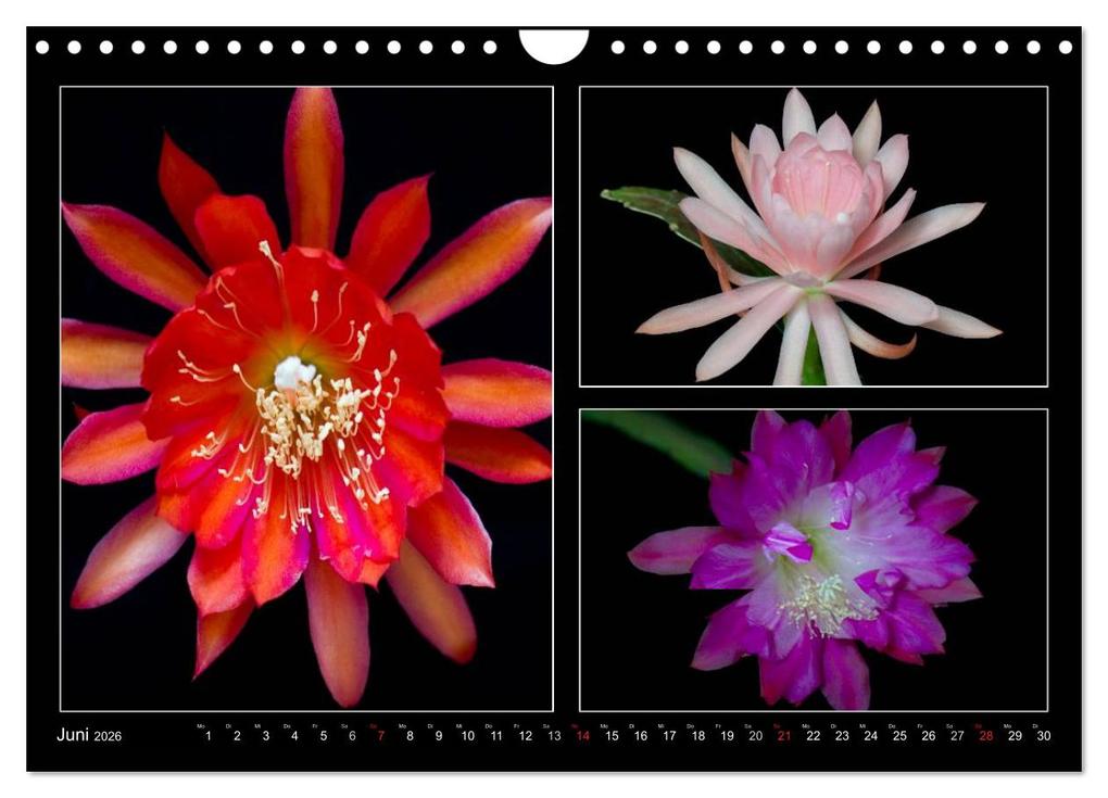Weitere Ansicht: Epiphyllum-Hybriden (Wandkalender 2026 DIN A4 quer), CALVENDO Monatskalender | Steffen Latniak, Steffen Gierok, Calvendo, Steffen Latniak Gierok
