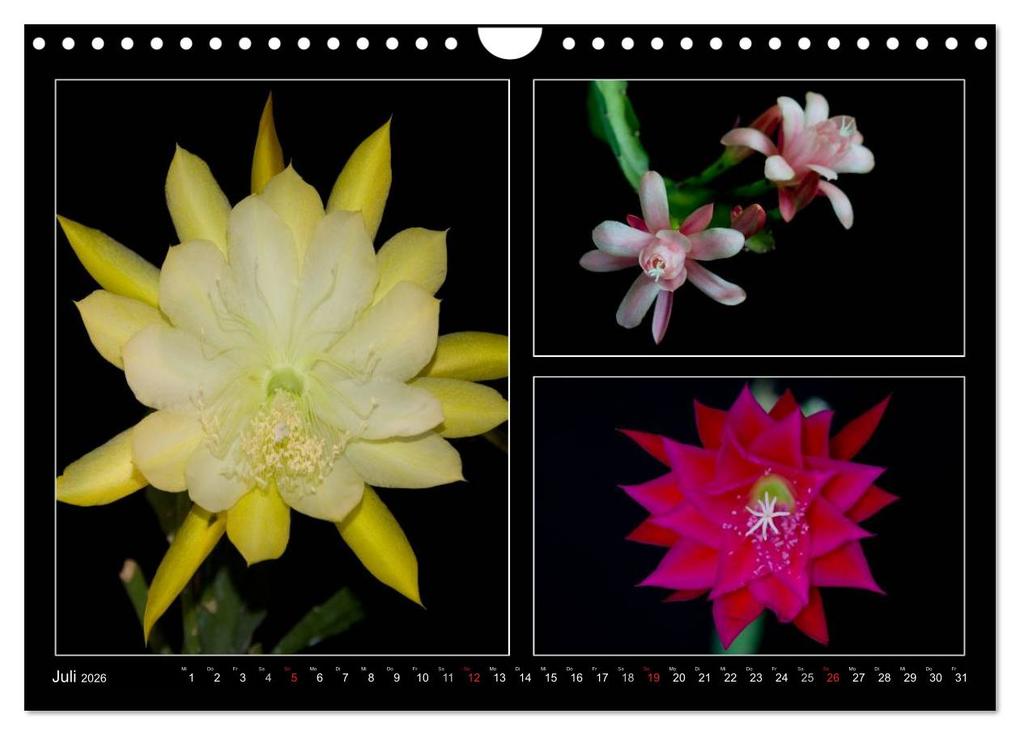 Weitere Ansicht: Epiphyllum-Hybriden (Wandkalender 2026 DIN A4 quer), CALVENDO Monatskalender | Steffen Latniak, Steffen Gierok, Calvendo, Steffen Latniak Gierok