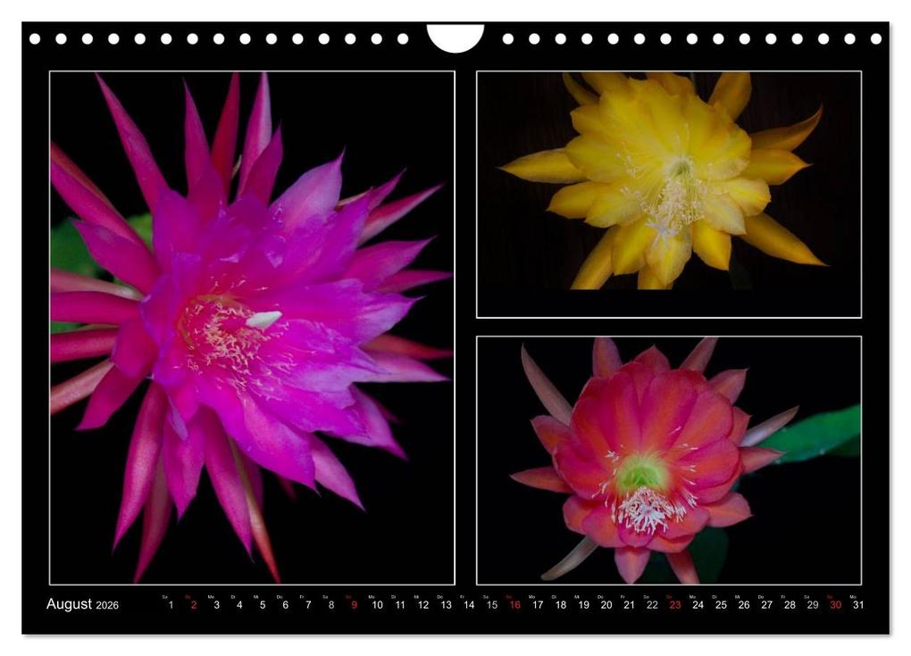 Weitere Ansicht: Epiphyllum-Hybriden (Wandkalender 2026 DIN A4 quer), CALVENDO Monatskalender | Steffen Latniak, Steffen Gierok, Calvendo, Steffen Latniak Gierok