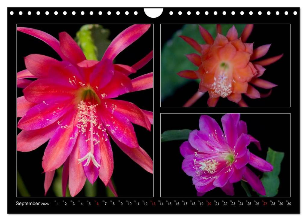 Weitere Ansicht: Epiphyllum-Hybriden (Wandkalender 2026 DIN A4 quer), CALVENDO Monatskalender | Steffen Latniak, Steffen Gierok, Calvendo, Steffen Latniak Gierok