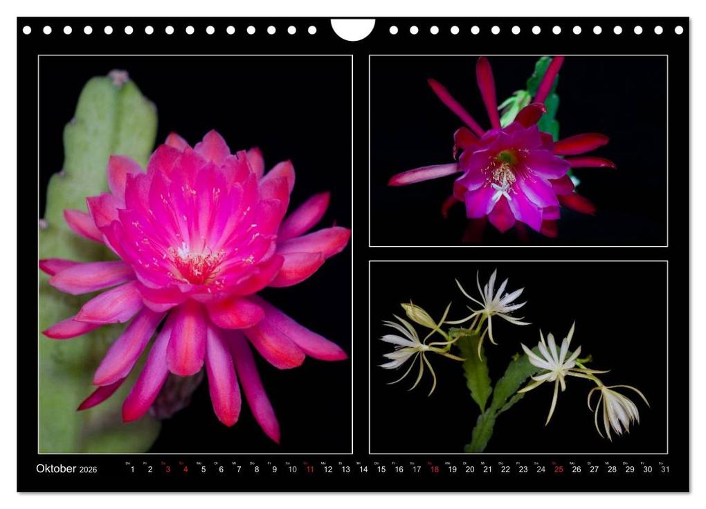 Weitere Ansicht: Epiphyllum-Hybriden (Wandkalender 2026 DIN A4 quer), CALVENDO Monatskalender | Steffen Latniak, Steffen Gierok, Calvendo, Steffen Latniak Gierok