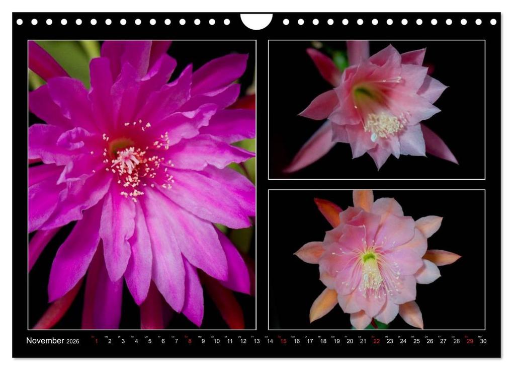 Weitere Ansicht: Epiphyllum-Hybriden (Wandkalender 2026 DIN A4 quer), CALVENDO Monatskalender | Steffen Latniak, Steffen Gierok, Calvendo, Steffen Latniak Gierok