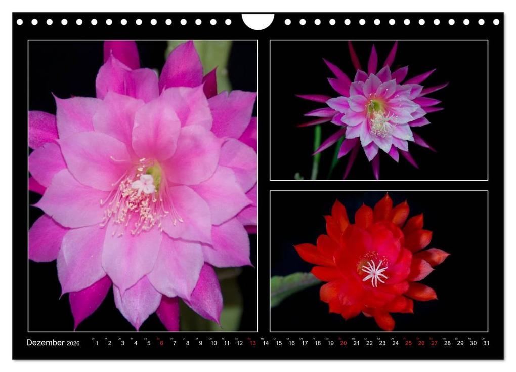 Weitere Ansicht: Epiphyllum-Hybriden (Wandkalender 2026 DIN A4 quer), CALVENDO Monatskalender | Steffen Latniak, Steffen Gierok, Calvendo, Steffen Latniak Gierok