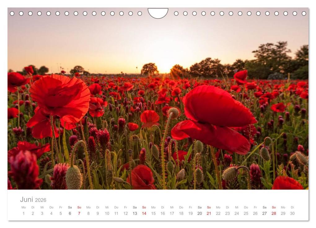 Weitere Ansicht: Lichtreise durch Schleswig-Holstein (Wandkalender 2026 DIN A4 quer), CALVENDO Monatskalender | Nordbilder Nordbilder, Calvendo, Nordbilder