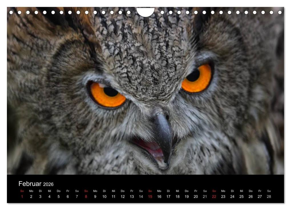 Weitere Ansicht: Raubvögel zum Greifen nahe (Wandkalender 2026 DIN A4 quer), CALVENDO Monatskalender | Michael Milfeit, Calvendo