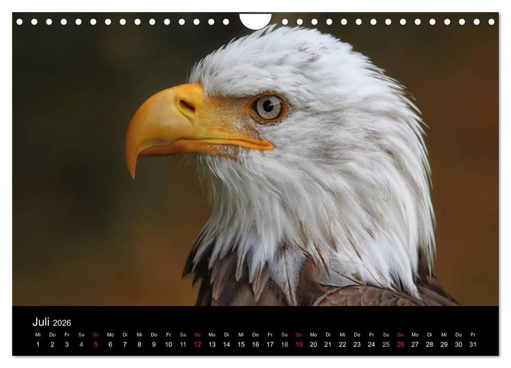 Weitere Ansicht: Raubvögel zum Greifen nahe (Wandkalender 2026 DIN A4 quer), CALVENDO Monatskalender | Michael Milfeit, Calvendo