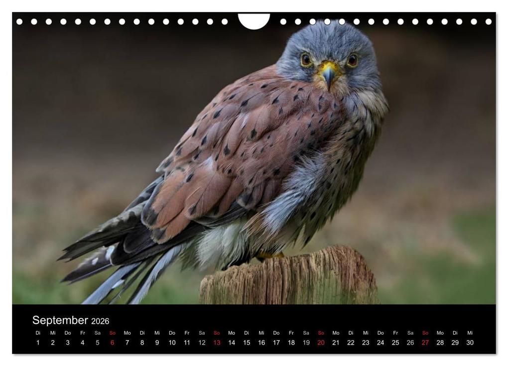 Weitere Ansicht: Raubvögel zum Greifen nahe (Wandkalender 2026 DIN A4 quer), CALVENDO Monatskalender | Michael Milfeit, Calvendo