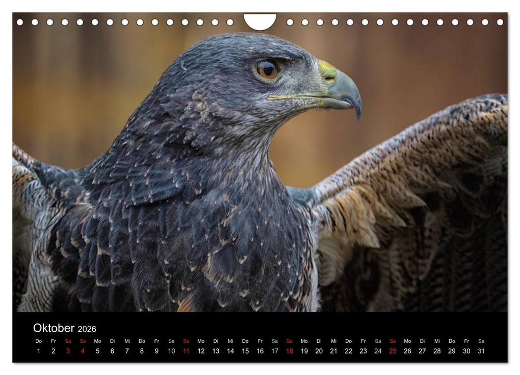 Weitere Ansicht: Raubvögel zum Greifen nahe (Wandkalender 2026 DIN A4 quer), CALVENDO Monatskalender | Michael Milfeit, Calvendo