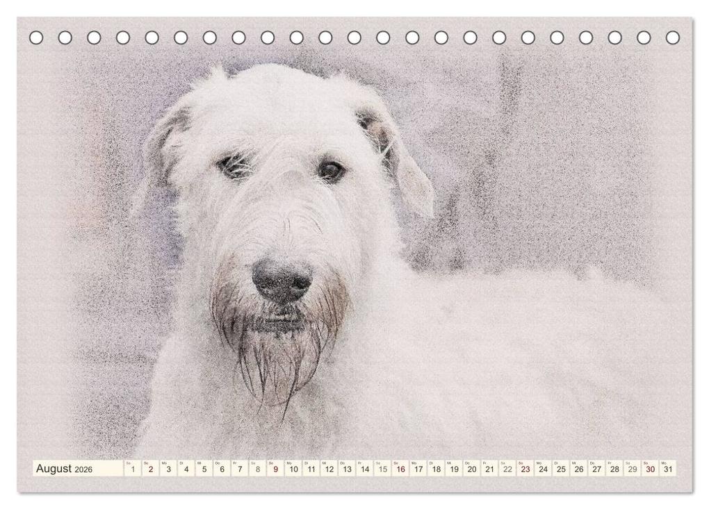 Weitere Ansicht: Windhunde 2026 (Tischkalender 2026 DIN A5 quer), CALVENDO Monatskalender | Andrea Redecker, Calvendo