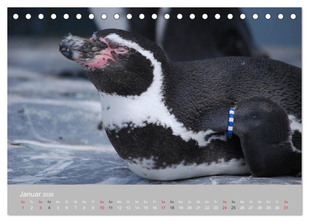 Weitere Ansicht: Pinguine 2026 (Tischkalender 2026 DIN A5 quer), CALVENDO Monatskalender | Calvendo, Ilka Groos