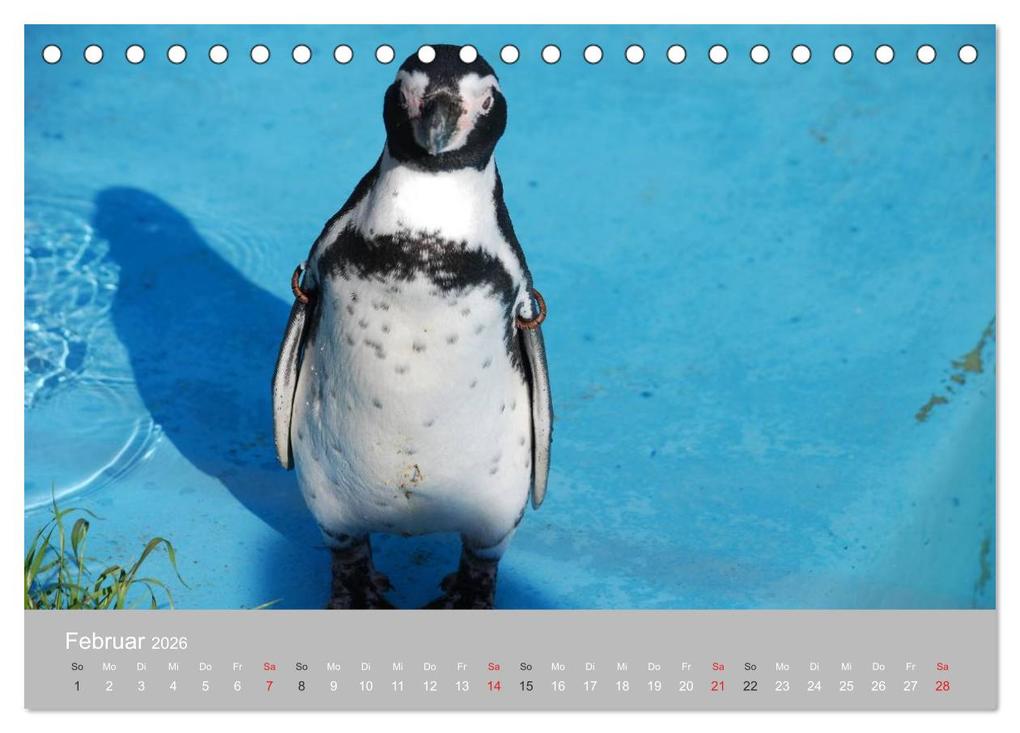 Weitere Ansicht: Pinguine 2026 (Tischkalender 2026 DIN A5 quer), CALVENDO Monatskalender | Calvendo, Ilka Groos