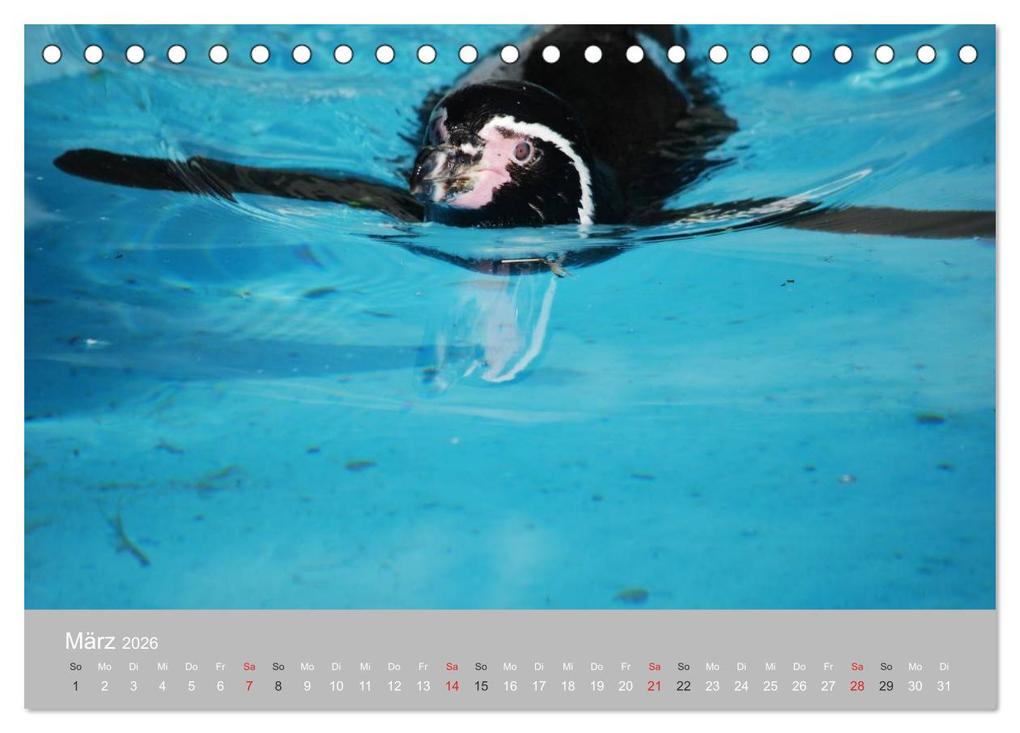 Weitere Ansicht: Pinguine 2026 (Tischkalender 2026 DIN A5 quer), CALVENDO Monatskalender | Calvendo, Ilka Groos