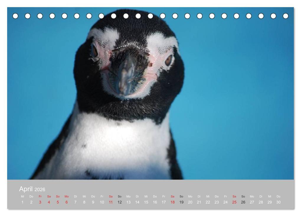 Weitere Ansicht: Pinguine 2026 (Tischkalender 2026 DIN A5 quer), CALVENDO Monatskalender | Calvendo, Ilka Groos