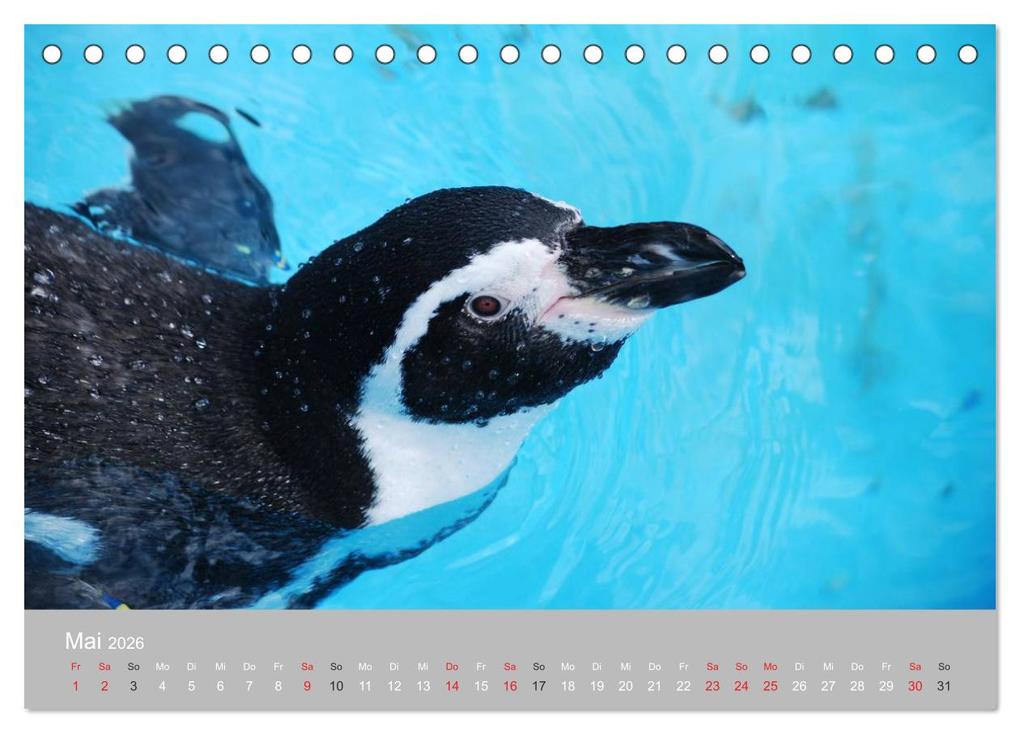 Weitere Ansicht: Pinguine 2026 (Tischkalender 2026 DIN A5 quer), CALVENDO Monatskalender | Calvendo, Ilka Groos