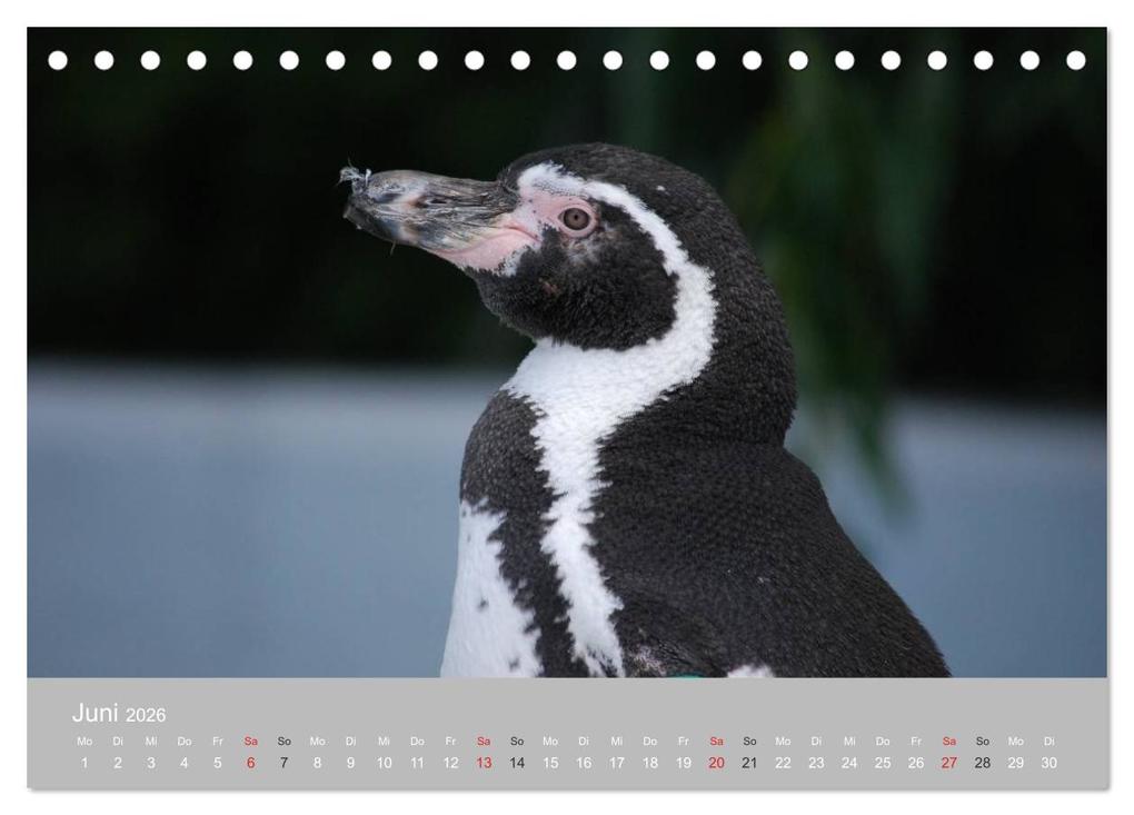 Weitere Ansicht: Pinguine 2026 (Tischkalender 2026 DIN A5 quer), CALVENDO Monatskalender | Calvendo, Ilka Groos