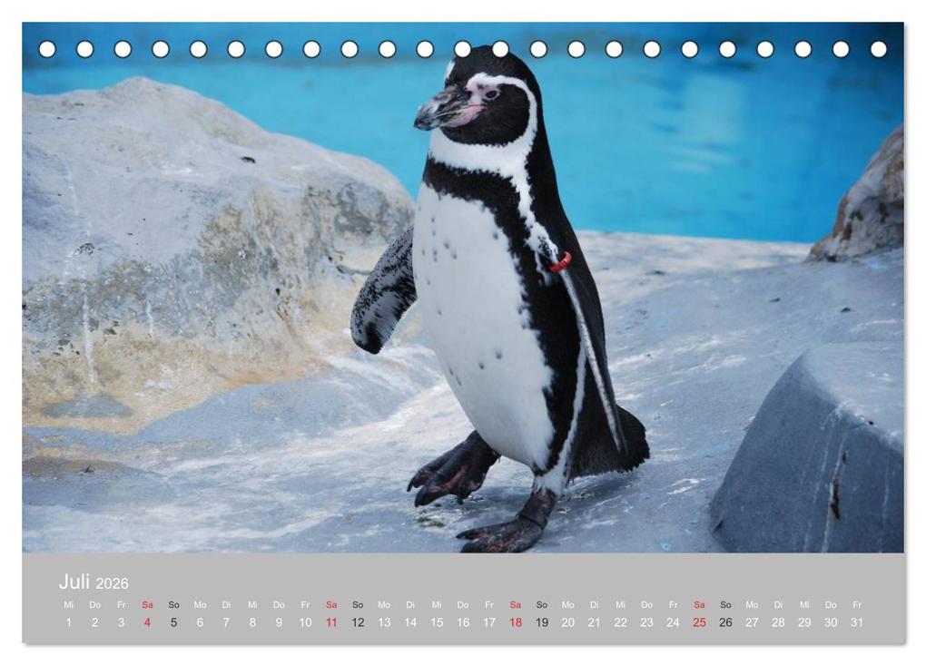 Weitere Ansicht: Pinguine 2026 (Tischkalender 2026 DIN A5 quer), CALVENDO Monatskalender | Calvendo, Ilka Groos