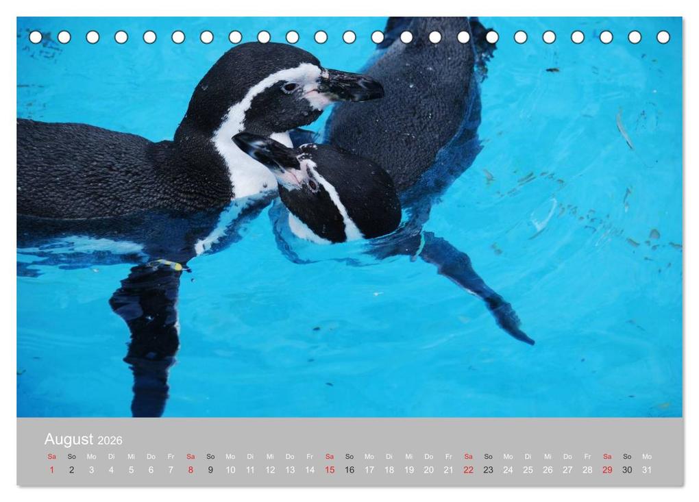Weitere Ansicht: Pinguine 2026 (Tischkalender 2026 DIN A5 quer), CALVENDO Monatskalender | Calvendo, Ilka Groos