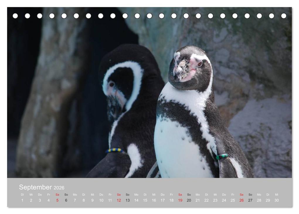Weitere Ansicht: Pinguine 2026 (Tischkalender 2026 DIN A5 quer), CALVENDO Monatskalender | Calvendo, Ilka Groos