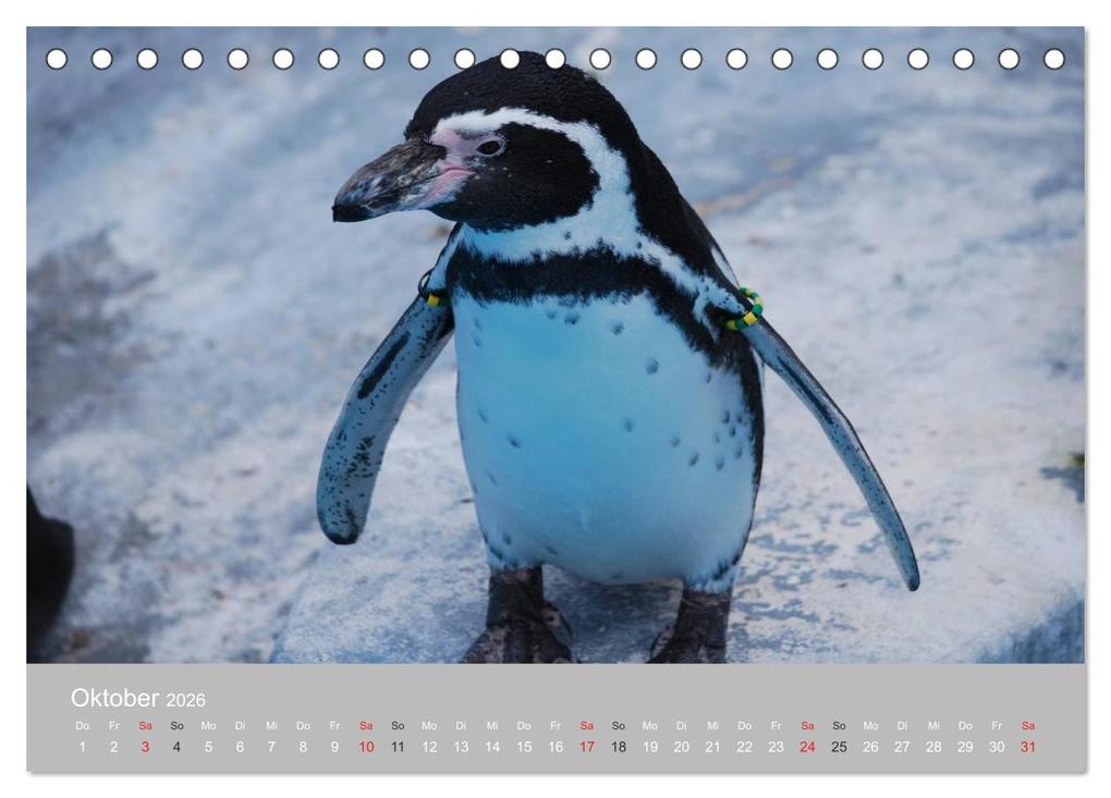 Weitere Ansicht: Pinguine 2026 (Tischkalender 2026 DIN A5 quer), CALVENDO Monatskalender | Calvendo, Ilka Groos