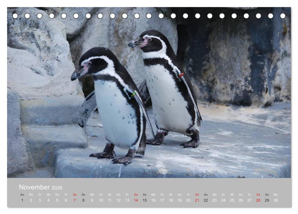 Weitere Ansicht: Pinguine 2026 (Tischkalender 2026 DIN A5 quer), CALVENDO Monatskalender | Calvendo, Ilka Groos