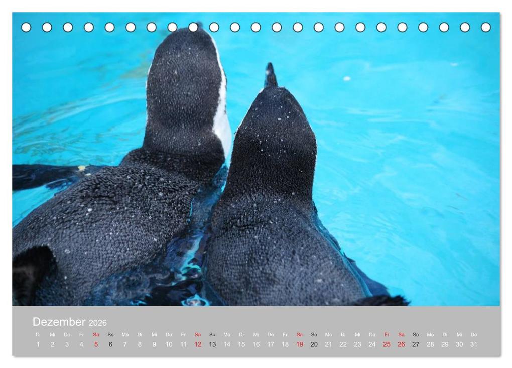 Weitere Ansicht: Pinguine 2026 (Tischkalender 2026 DIN A5 quer), CALVENDO Monatskalender | Calvendo, Ilka Groos