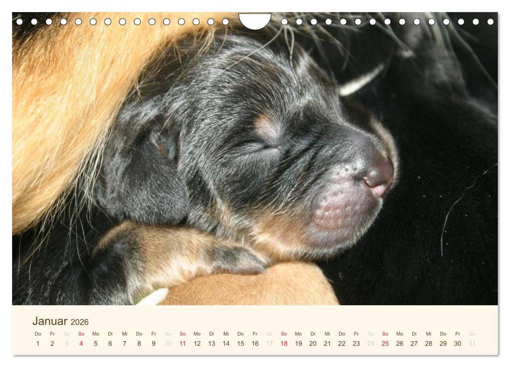 Weitere Ansicht: Hovawarte - einmal anders (Wandkalender 2026 DIN A4 quer), CALVENDO Monatskalender | Calvendo, Barbara Mielewczyk