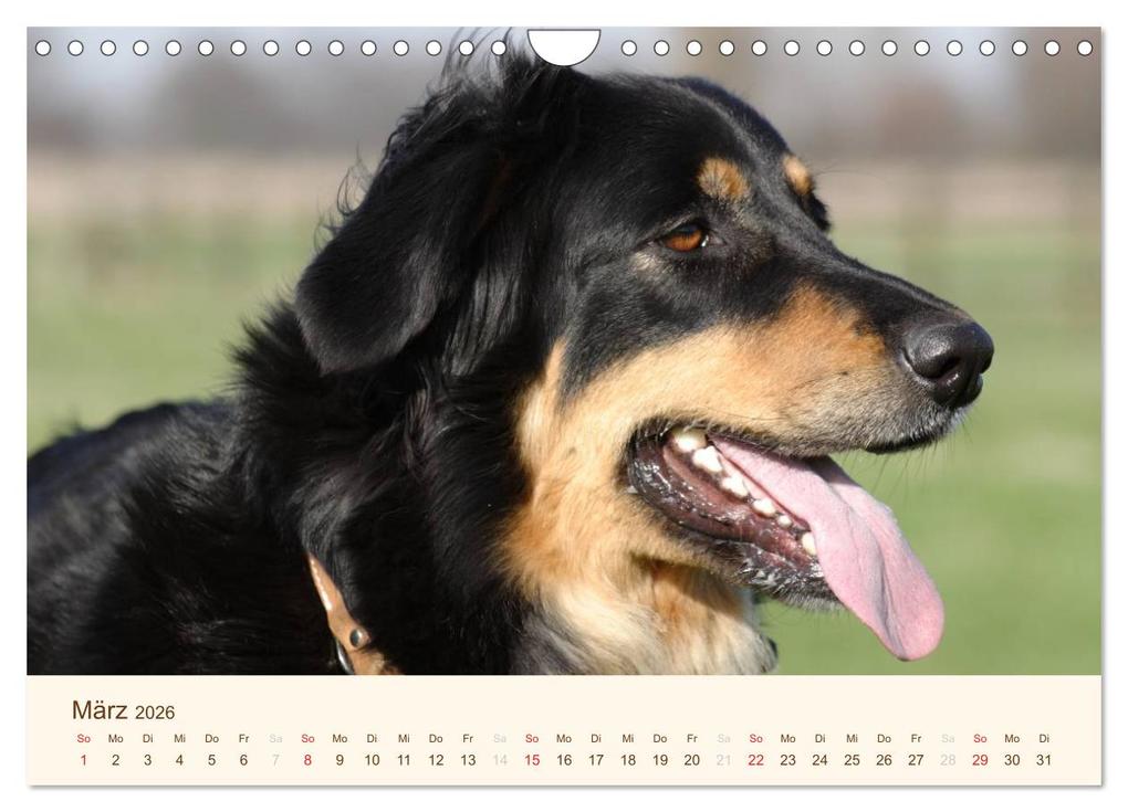 Weitere Ansicht: Hovawarte - einmal anders (Wandkalender 2026 DIN A4 quer), CALVENDO Monatskalender | Calvendo, Barbara Mielewczyk