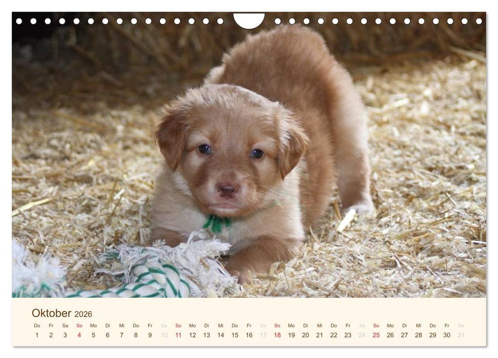 Weitere Ansicht: Hovawarte - einmal anders (Wandkalender 2026 DIN A4 quer), CALVENDO Monatskalender | Calvendo, Barbara Mielewczyk