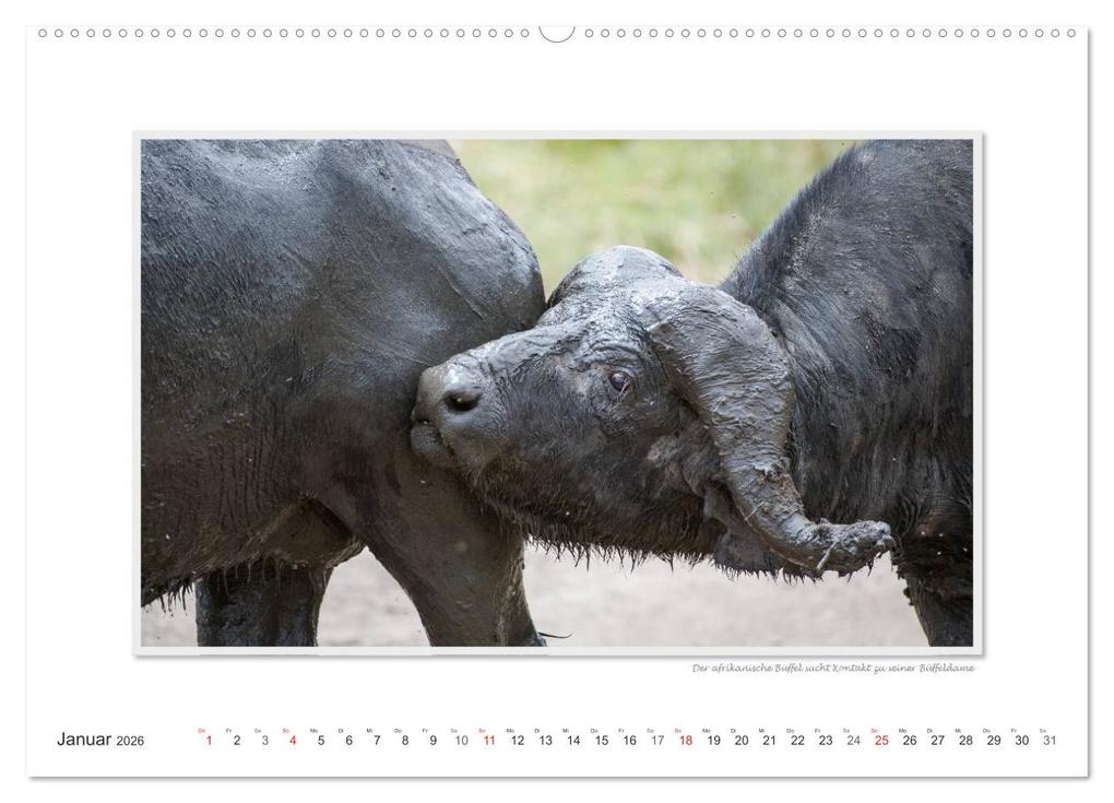 Weitere Ansicht: Emotionale Momente: Tierischer Sex. (hochwertiger Premium Wandkalender 2026 DIN A2 quer), Kunstdruck in Hochglanz | Calvendo, Ingo Gerlach GDT