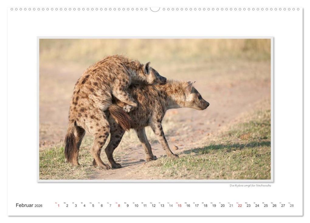 Weitere Ansicht: Emotionale Momente: Tierischer Sex. (hochwertiger Premium Wandkalender 2026 DIN A2 quer), Kunstdruck in Hochglanz | Calvendo, Ingo Gerlach GDT