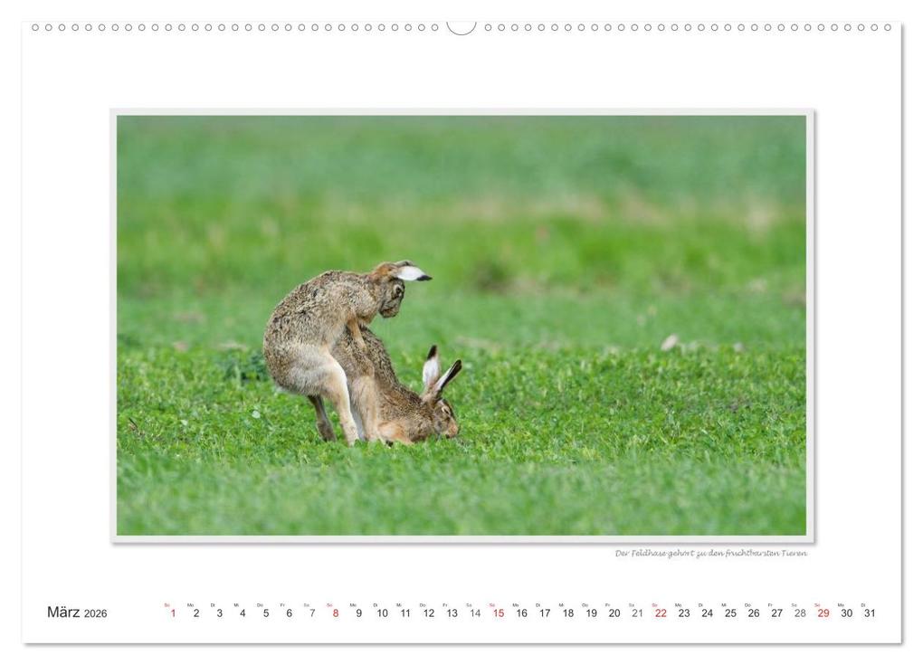 Weitere Ansicht: Emotionale Momente: Tierischer Sex. (hochwertiger Premium Wandkalender 2026 DIN A2 quer), Kunstdruck in Hochglanz | Calvendo, Ingo Gerlach GDT