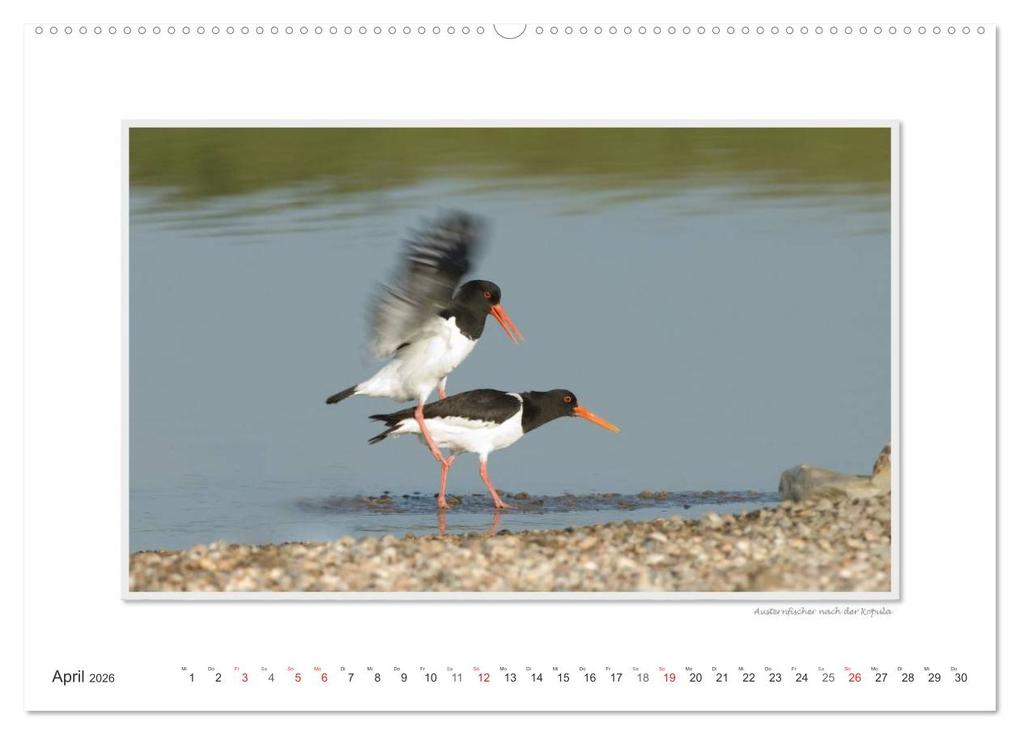 Weitere Ansicht: Emotionale Momente: Tierischer Sex. (hochwertiger Premium Wandkalender 2026 DIN A2 quer), Kunstdruck in Hochglanz | Calvendo, Ingo Gerlach GDT